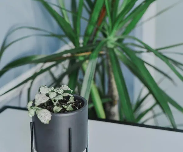 Atelier Boutique מלון